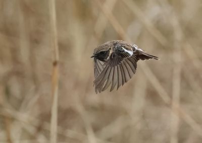 European Stonechat - Saxicola rubicola 