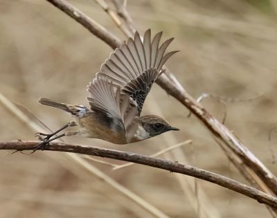 European Stonechat - Saxicola rubicola 