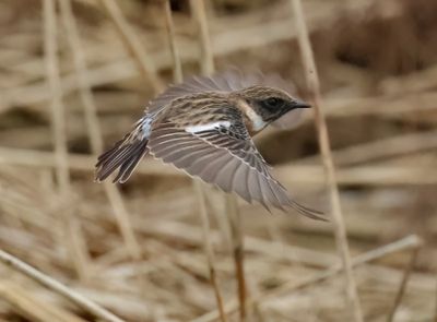 European Stonechat - Saxicola rubicola 
