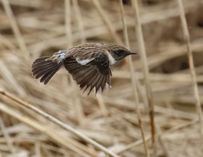 European Stonechat - Saxicola rubicola 