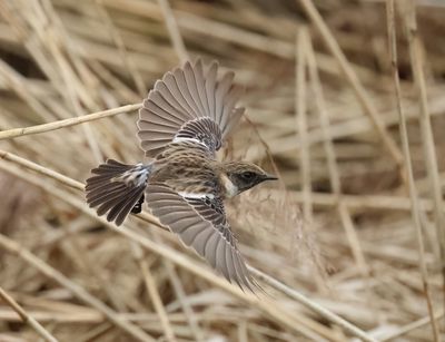 European Stonechat - Saxicola rubicola 