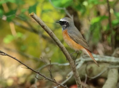 Common Redstart - Phoenicurus phoenicurus 