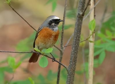 Common Redstart - Phoenicurus phoenicurus 