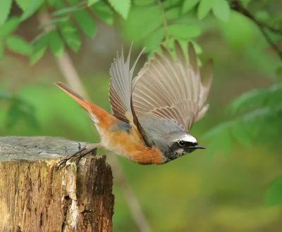 Common Redstart - Phoenicurus phoenicurus 