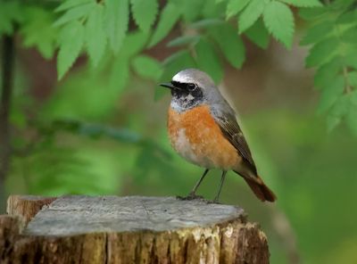 Common Redstart - Phoenicurus phoenicurus 