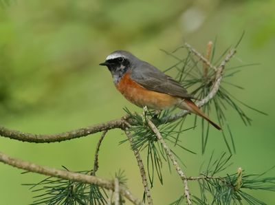 Common Redstart - Phoenicurus phoenicurus 
