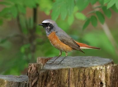 Common Redstart - Phoenicurus phoenicurus 