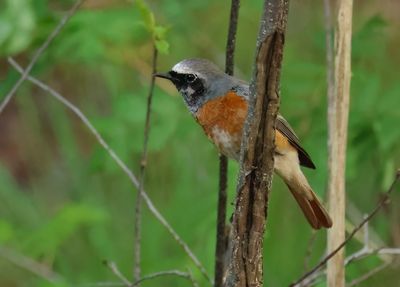 Common Redstart - Phoenicurus phoenicurus 