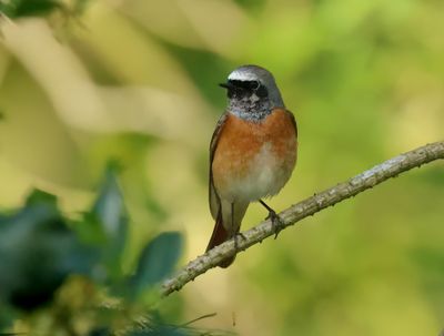 Common Redstart - Phoenicurus phoenicurus 