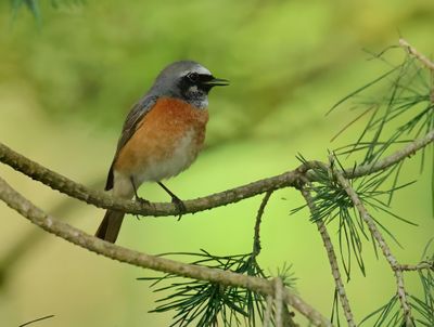 Common Redstart - Phoenicurus phoenicurus 