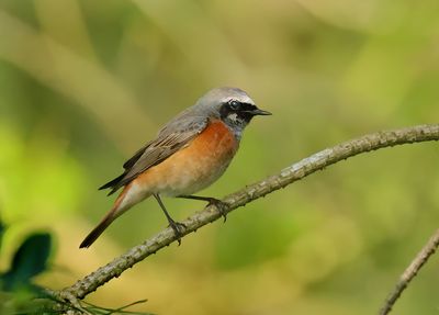 Common Redstart - Phoenicurus phoenicurus 