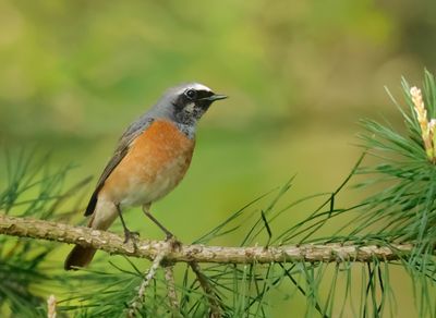 Common Redstart - Phoenicurus phoenicurus 