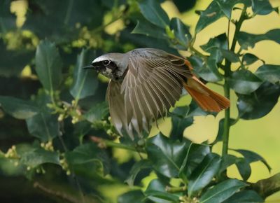Common Redstart - Phoenicurus phoenicurus 