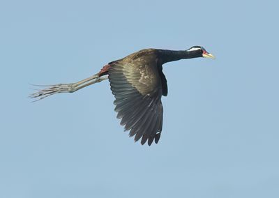 Bronze-winged Jacana - Metopidius indicus