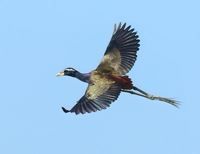 MAP: Bronze-winged Jacana - Metopidius indicus