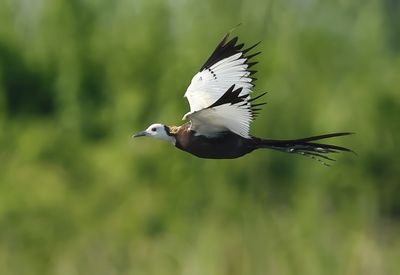 Pheasant-tailed Jacana - Hydrophasianus chirurgus