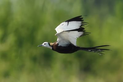 Pheasant-tailed Jacana - Hydrophasianus chirurgus