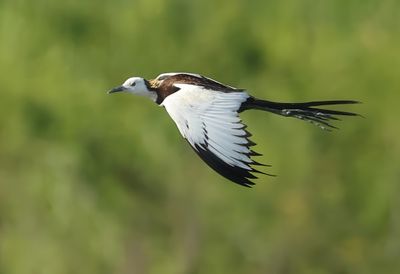 Pheasant-tailed Jacana - Hydrophasianus chirurgus