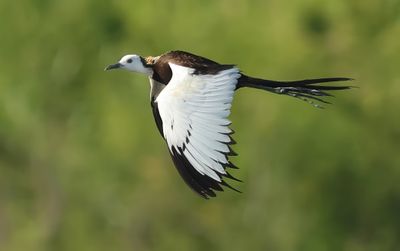 MAP: Pheasant-tailed Jacana - Hydrophasianus chirurgus