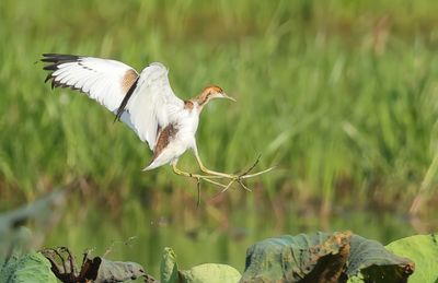 Pheasant-tailed Jacana - Hydrophasianus chirurgus