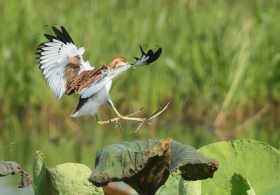Pheasant-tailed Jacana - Hydrophasianus chirurgus