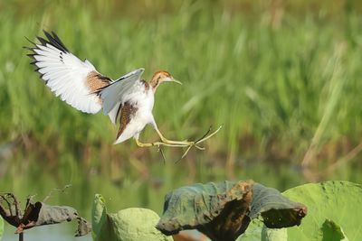 Pheasant-tailed Jacana - Hydrophasianus chirurgus