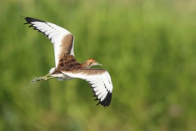 Pheasant-tailed Jacana - Hydrophasianus chirurgus