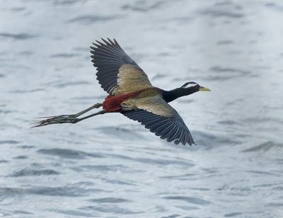 Bronze-winged Jacana - Metopidius indicus