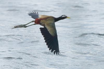 Bronze-winged Jacana - Metopidius indicus