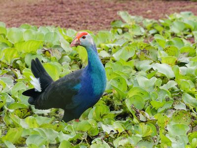Grey-headed Swamphen - Porphyrio poliocephalus