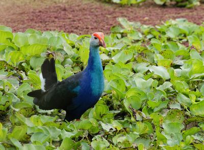 Grey-headed Swamphen - Porphyrio poliocephalus