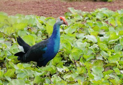 Grey-headed Swamphen - Porphyrio poliocephalus