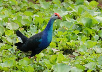 Grey-headed Swamphen - Porphyrio poliocephalus