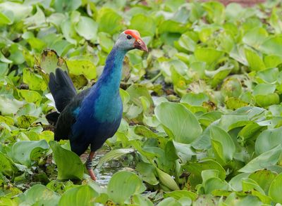 MAP: Grey-headed Swamphen - Porphyrio poliocephalus 