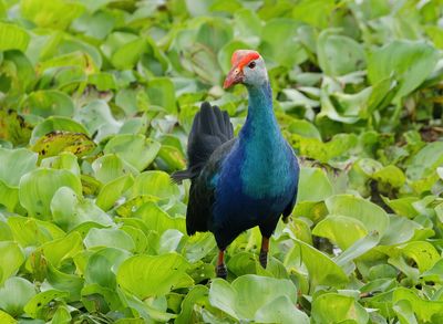 Grey-headed Swamphen - Porphyrio poliocephalus