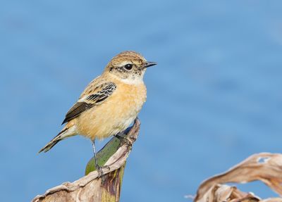 Amur Stonechat - Saxicola stejnegeri