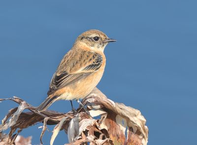 Amur Stonechat - Saxicola stejnegeri
