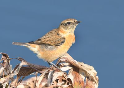 Amur Stonechat - Saxicola stejnegeri