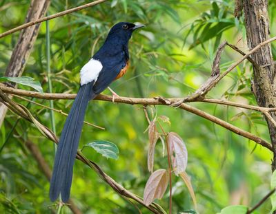 White-rumped Shama - Copsychus malabaricus 
