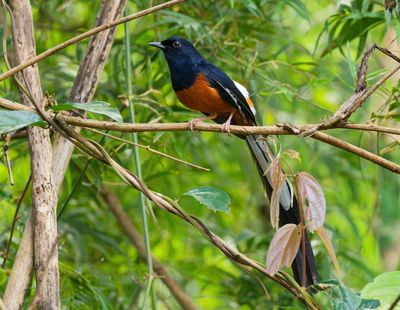White-rumped Shama - Copsychus malabaricus 