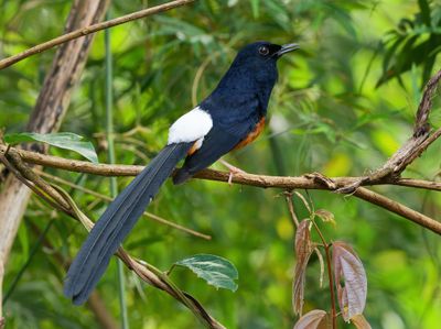 White-rumped Shama - Copsychus malabaricus 