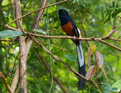 White-rumped Shama - Copsychus malabaricus 
