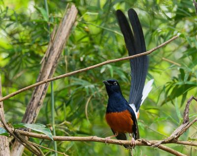 White-rumped Shama - Copsychus malabaricus 