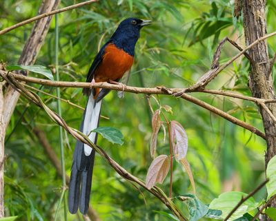 White-rumped Shama - Copsychus malabaricus 