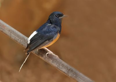 White-rumped Shama - Copsychus malabaricus 