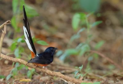 White-rumped Shama - Copsychus malabaricus 