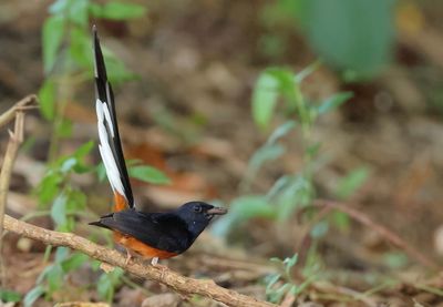 White-rumped Shama - Copsychus malabaricus 