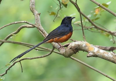 White-rumped Shama - Copsychus malabaricus 