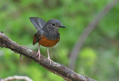 White-rumped Shama - Copsychus malabaricus 