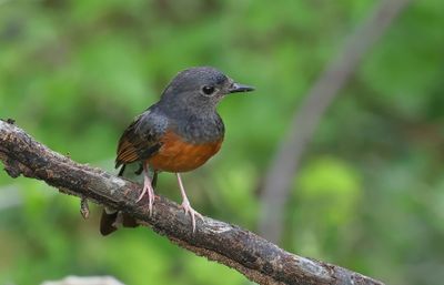 White-rumped Shama - Copsychus malabaricus 